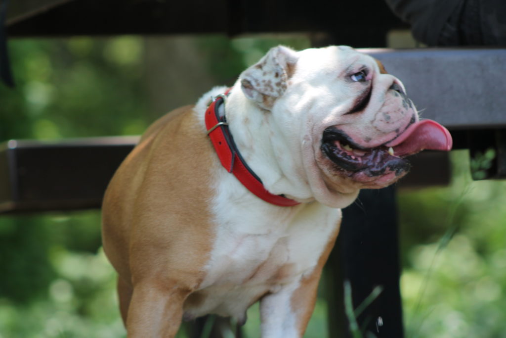 Bullymake Collar Giveaway