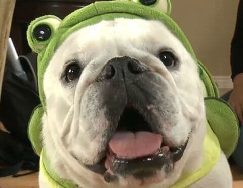 Bulldog ninja Turtle