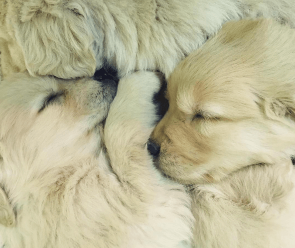 15 Golden Retriever Puppies to Melt Your Heart – Bullymake Blog