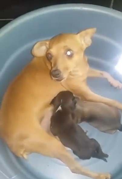 dog nurses puppy rescued from trash bag
