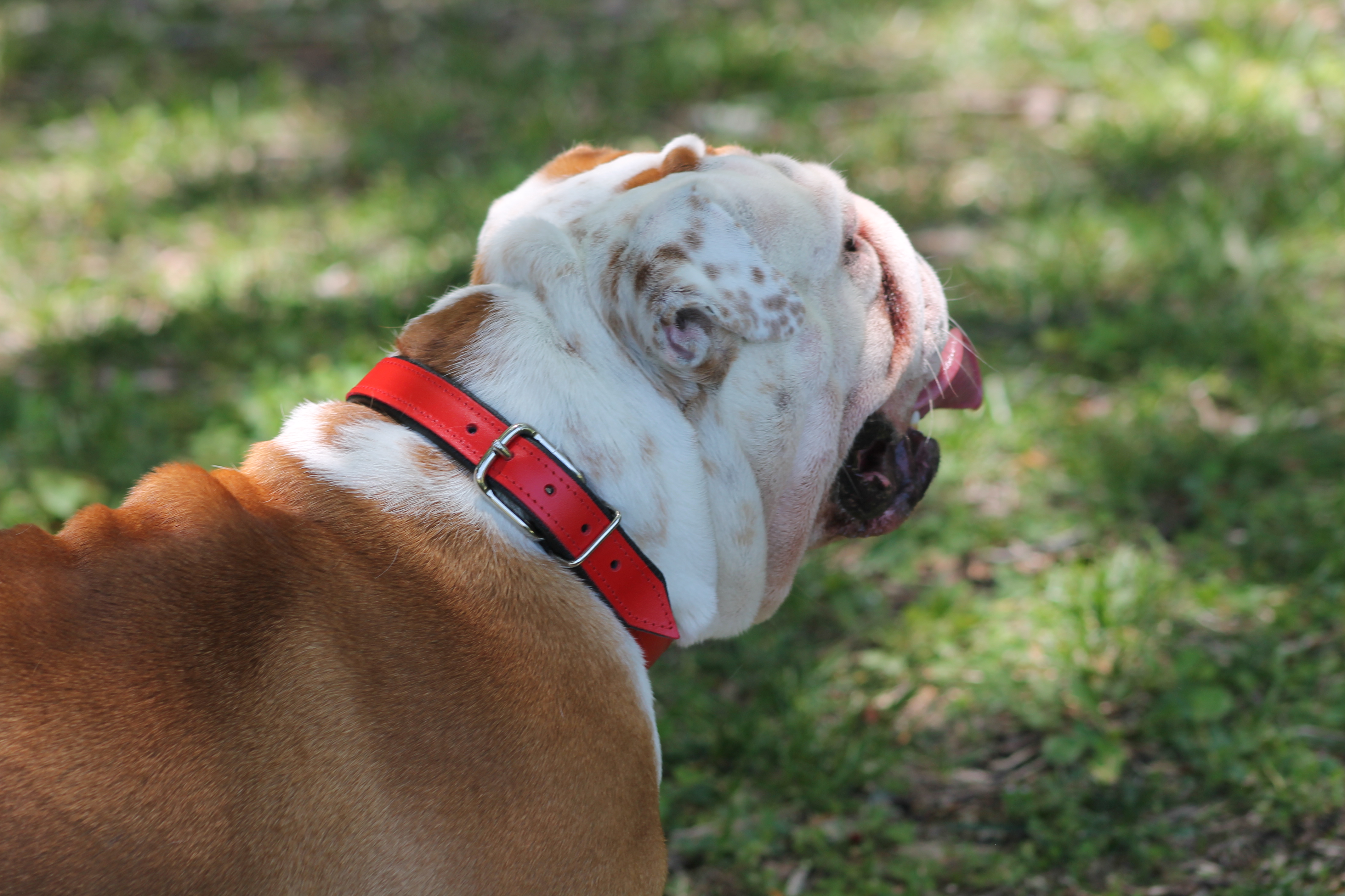 bullymake collar giveaway 1